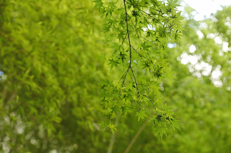 有栖川サロン Ⅴ