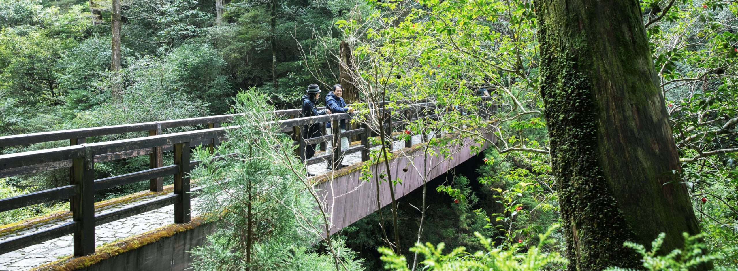 Learning the Cycle of Life in Yakushima<br>「屋久島で命の循環を学ぶ」