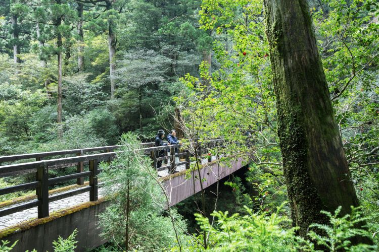 Learning the Cycle of Life in Yakushima「屋久島で命の循環を学ぶ
